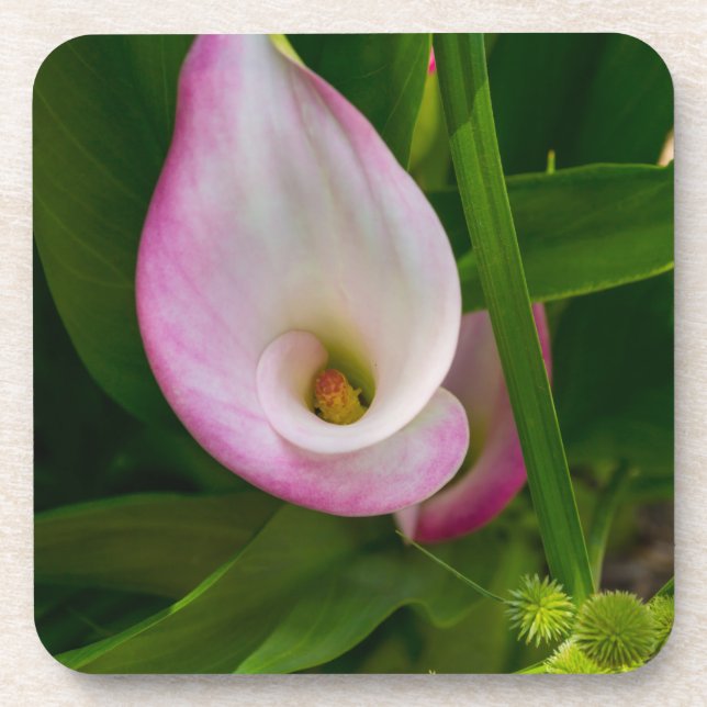 Calla Roll Getränkeuntersetzer (Vorderseite)