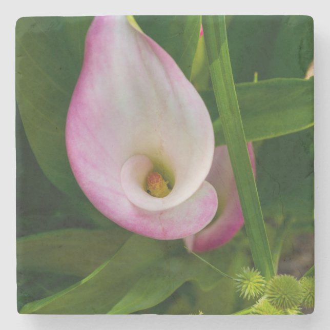 Calla Roll Steinuntersetzer (Vorderseite)