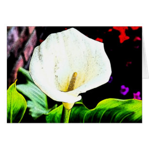 Calla Sideways