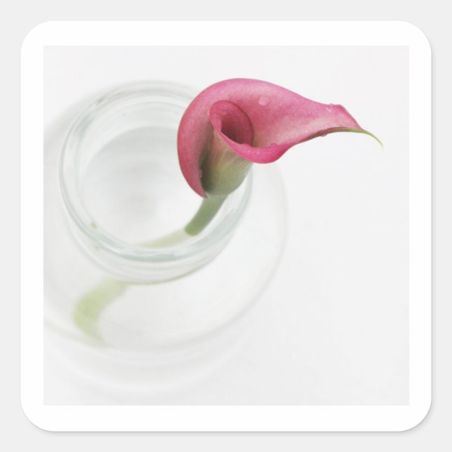 Calla Square Sticker (Vorderseite)