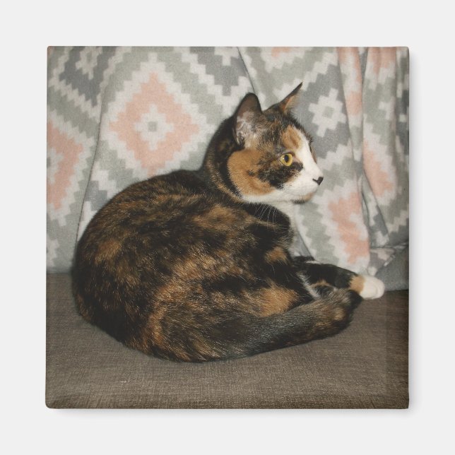 Callie Cat auf Sofa Magnet (Vorne)