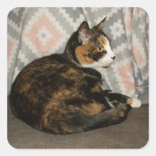 Callie Cat auf Sofa Quadratischer Aufkleber