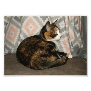 Callie Katze auf Sofa Fotodruck