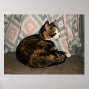 Callie Katze auf Sofa Poster