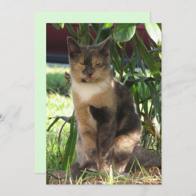 Callie Muffin de la Silly Stray Cat carte plat (Devant / Derrière)