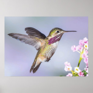 Calliope Hummingbird im Flug Poster