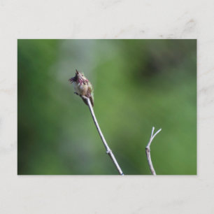 Calliope Hummingbird Postkarte
