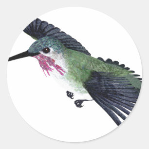Calliope Hummingbird Runder Aufkleber