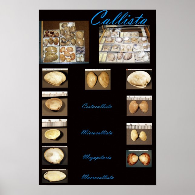 Callista Poster (Vorne)