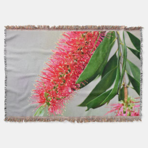 CALLISTEMON FLASCHEN-BÜRSTEN-BLUME AUSTRALIEN DECKE