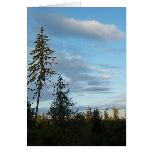 Calm Blue Skies (Vorne)