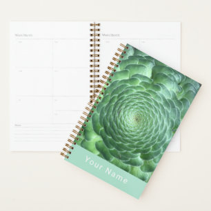 Calme Vert Plante Succulent