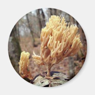 Calocera Viskosa Mushroom Magnet