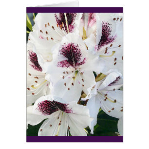 Calsap Rhododendrons