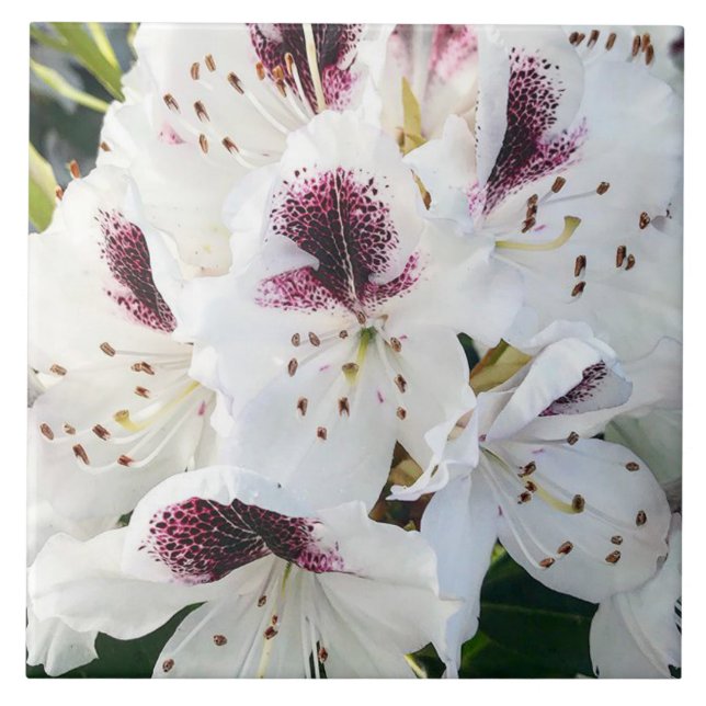 Calsap Rhododendrons Fliese (Vorderseite)