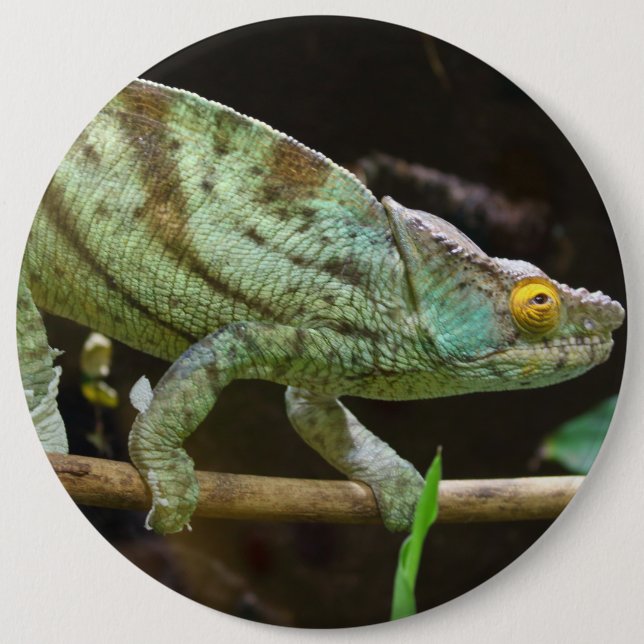 Calumma Parsonii Button (Vorderseite)