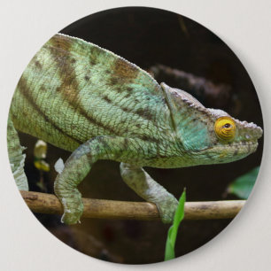 Calumma Parsonii Button