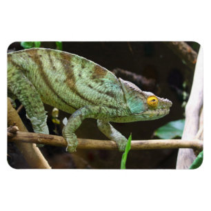 Calumma Parsonii Magnet