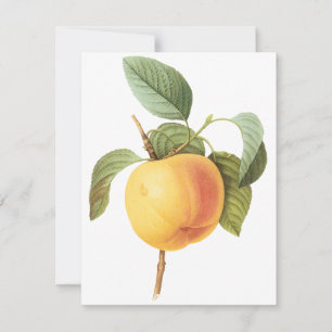 Calville Apple par Pierre Redoute Invitation