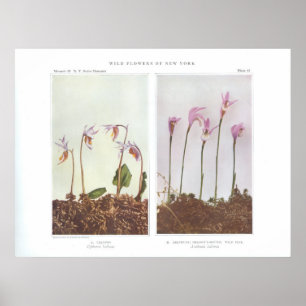 Calypso - Cytherea bulbosa Poster