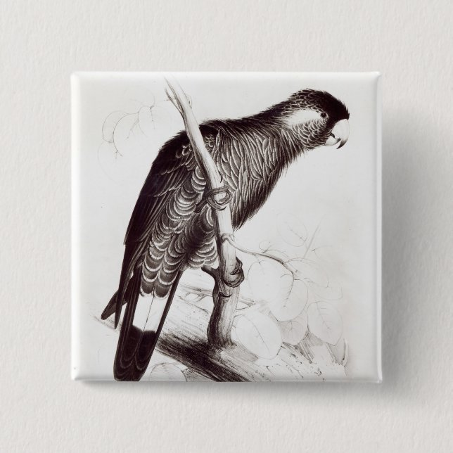 Calyptorhynchus Baudinii oder Baudins Cockatoo Button (Vorderseite)