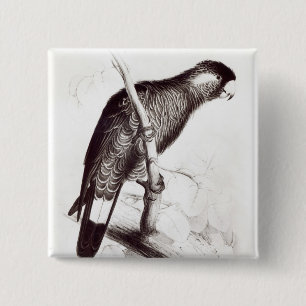 Calyptorhynchus Baudinii oder Baudins Cockatoo Button