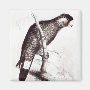 Calyptorhynchus Baudinii oder Baudins Cockatoo Magnet