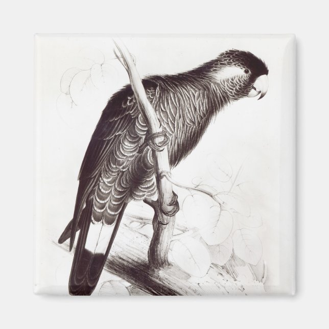 Calyptorhynchus Baudinii oder Baudins Cockatoo Magnet (Vorne)