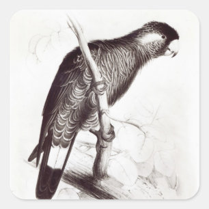 Calyptorhynchus Baudinii oder Baudins Cockatoo Quadratischer Aufkleber