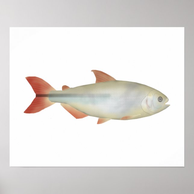 Camapuã Poster (Vorne)