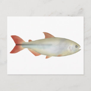 Camapuã Postkarte