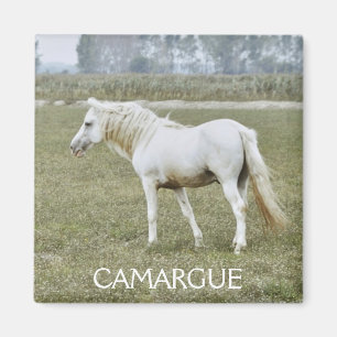 Camargue-Hengstmagnet Magnet