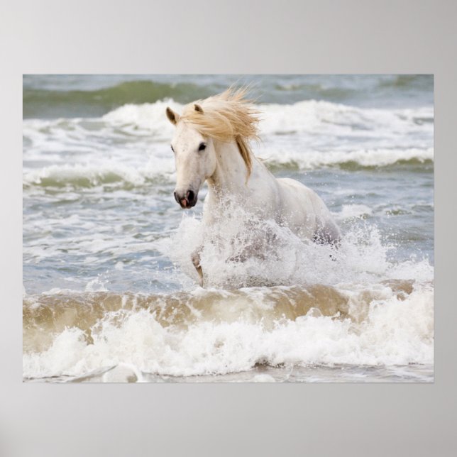 Camargue Horn im Surf Poster (Vorne)