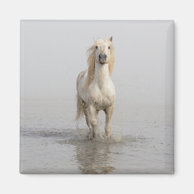 Camargue Horse im Wasser Magnet (Vorne)