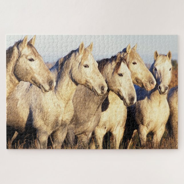 Camargue Horses (Eguus caballus) (Horizontal)