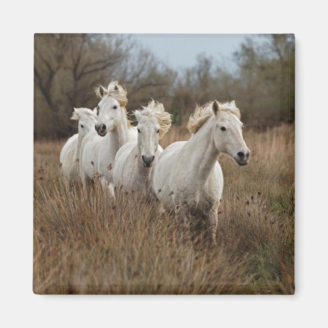 Camargue Horses Running Magnet (Vorne)