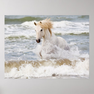 Camargue-Pferd in der Brandung Poster