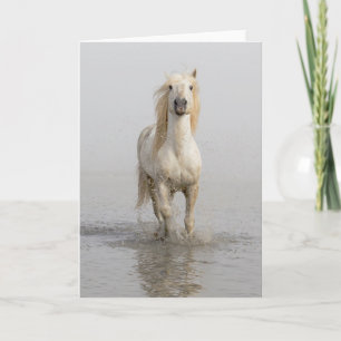 Camargue-Pferd läuft im Wasser Karte