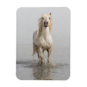 Camargue-Pferd läuft im Wasser Magnet