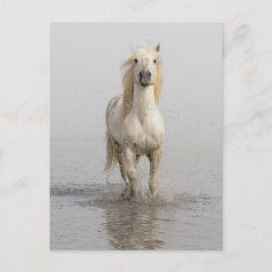 Camargue-Pferd läuft im Wasser Postkarte