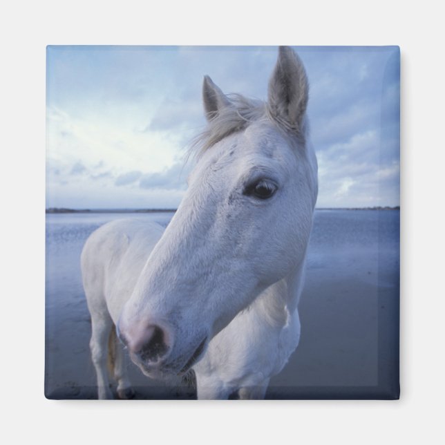 Camargue-Pferd Magnet (Vorne)