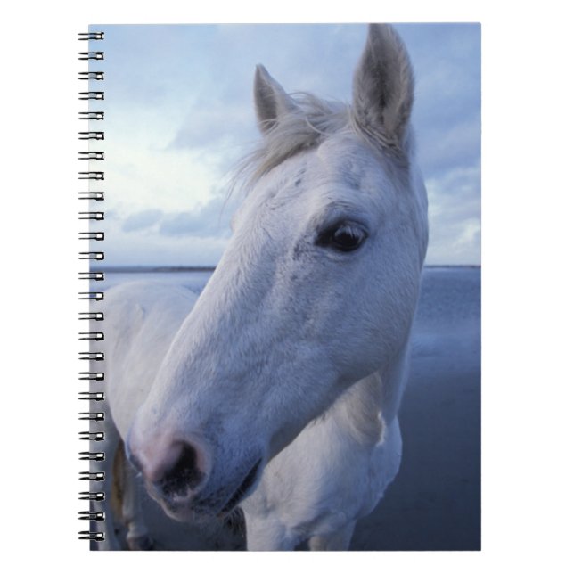 Camargue-Pferd Notizblock (Vorderseite)