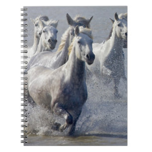 Camargue Pferde, die auf Marschland laufen, um zu Notizblock