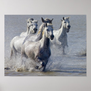 Camargue Pferde, die auf Marschland laufen, um zu Poster