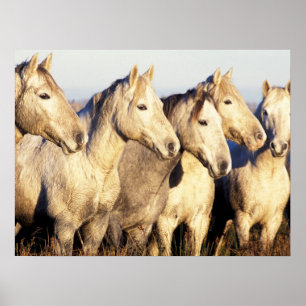 Camargue-Pferde (Eguus caballus) Poster