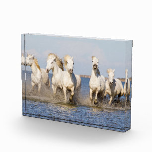Camargue-Pferde Fotoblock
