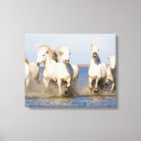 Camargue-Pferde
