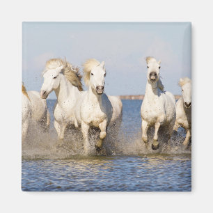 Camargue Pferde Magnet