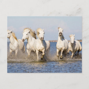Camargue Pferde Postkarte