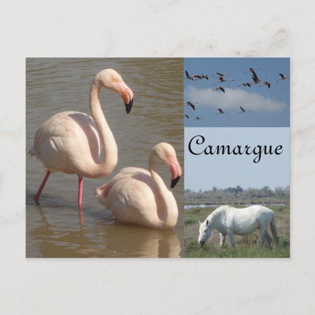 Camargue Postcard Postkarte (Vorderseite)